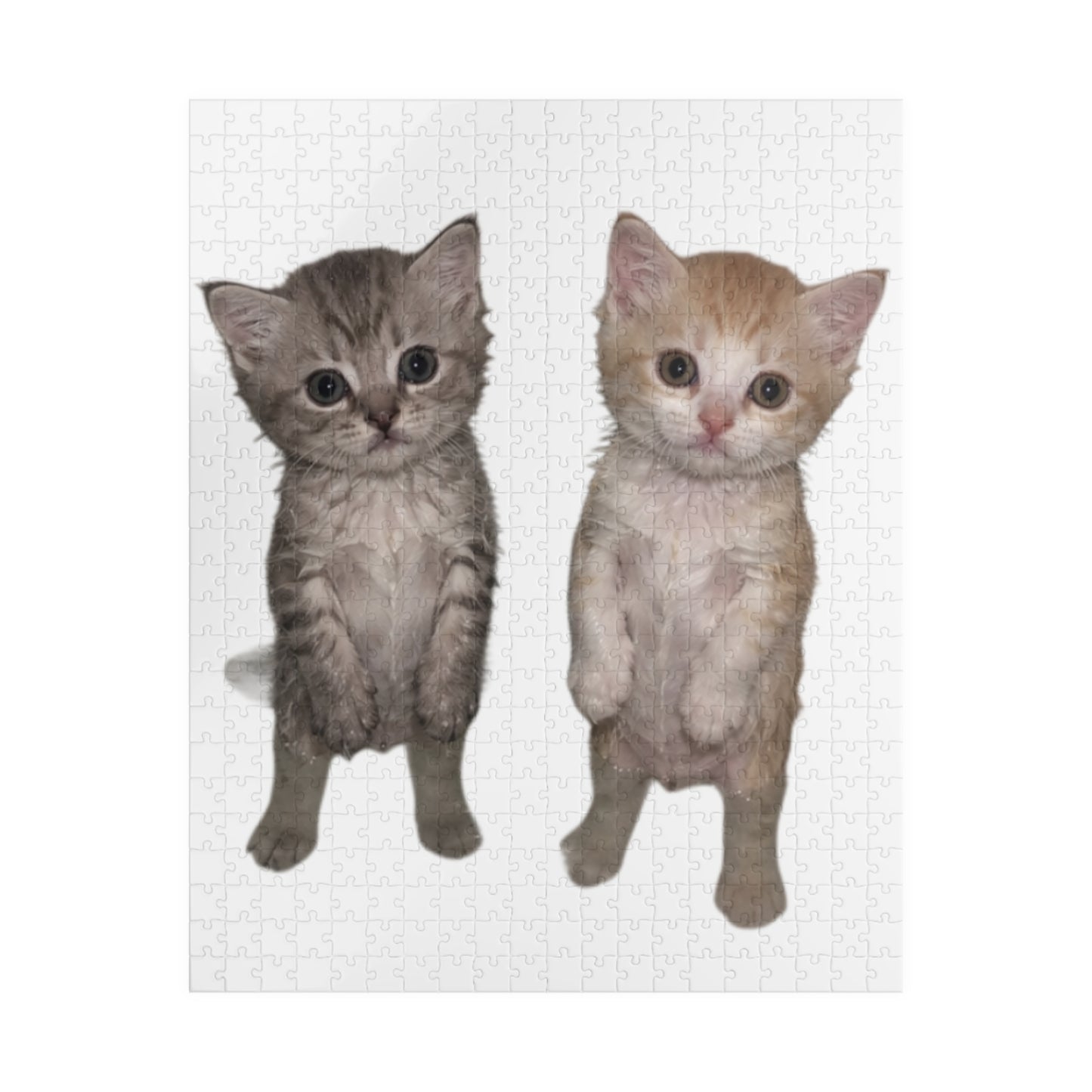 Duo  Cute Kittens Jigsaw Puzzle