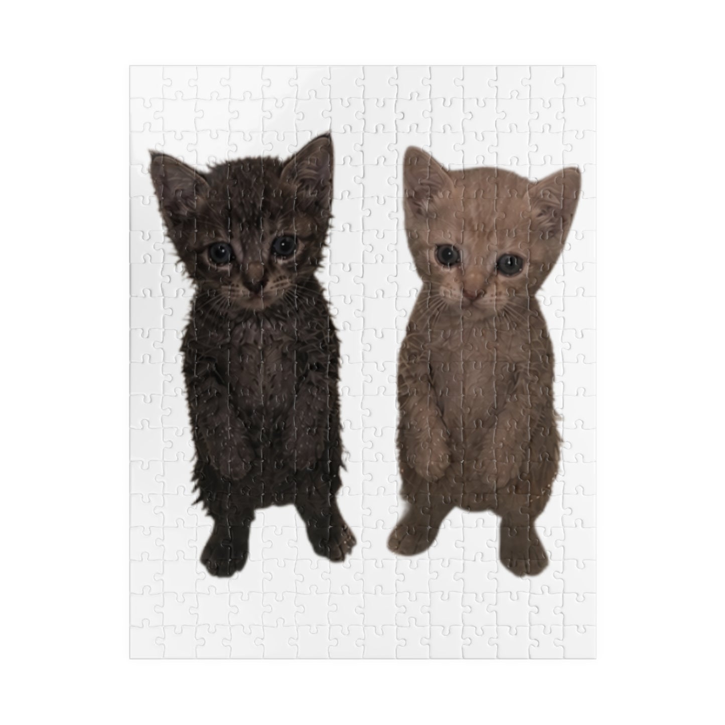 Cute Kittens Jigsaw Puzzle
