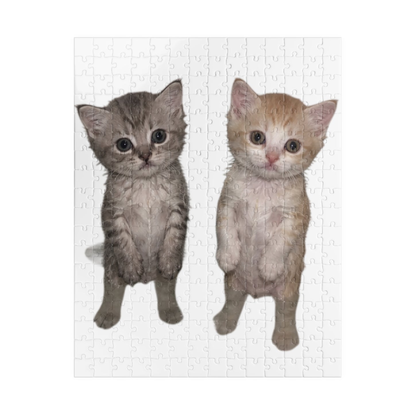 Duo  Cute Kittens Jigsaw Puzzle